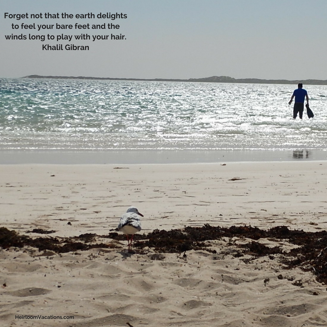 beach with sea gull and person