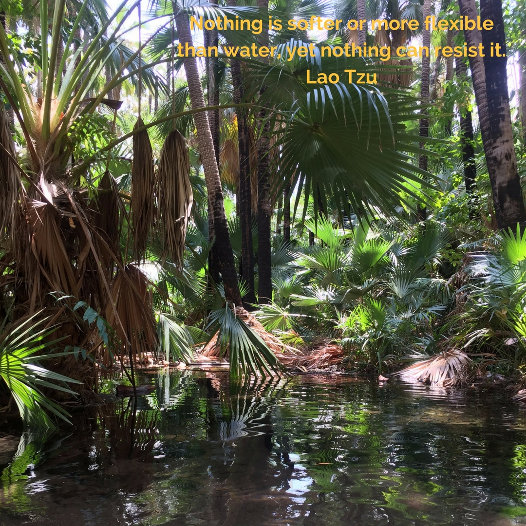 water and palm trees