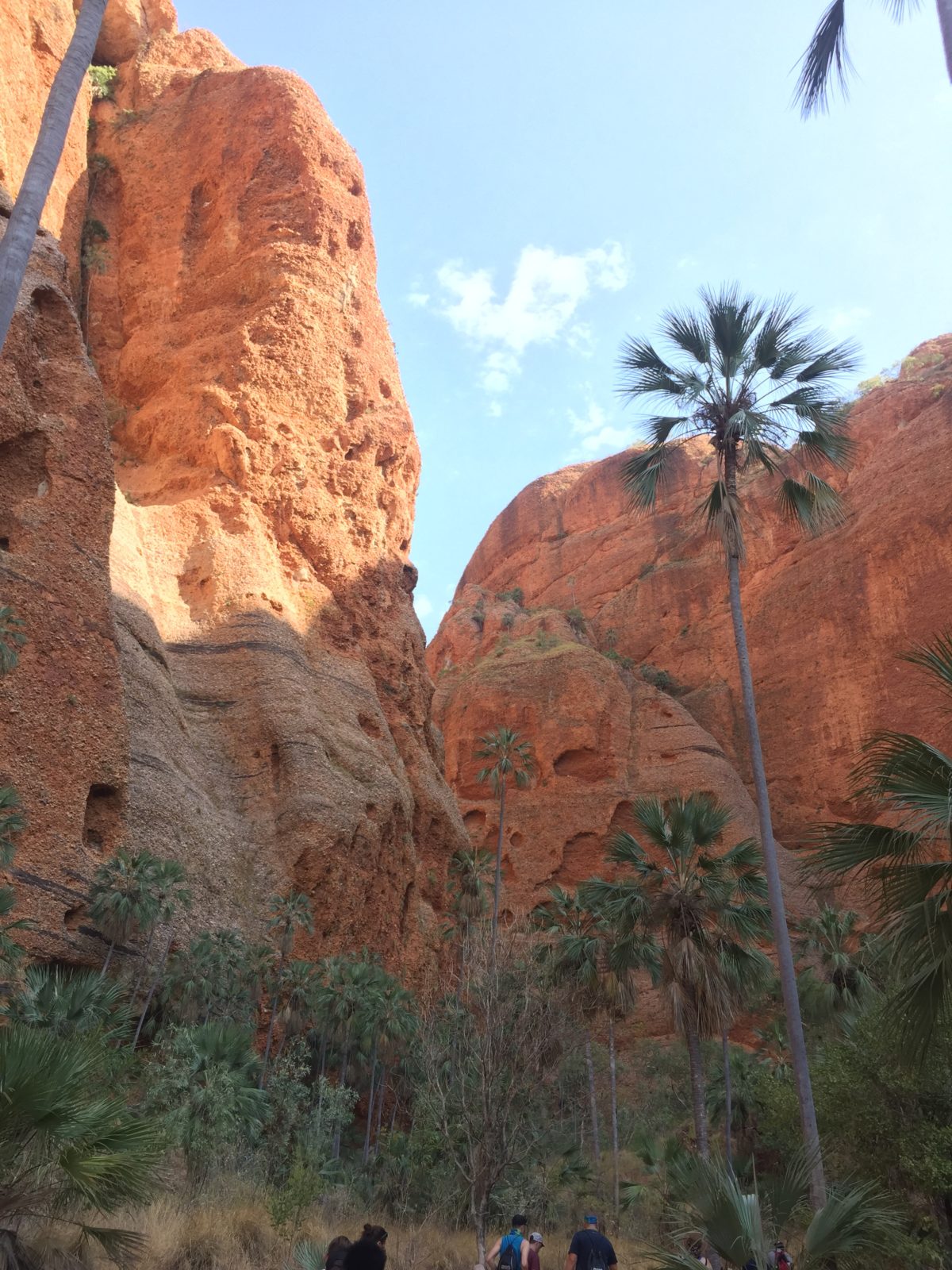 red rocks and palm tree australia