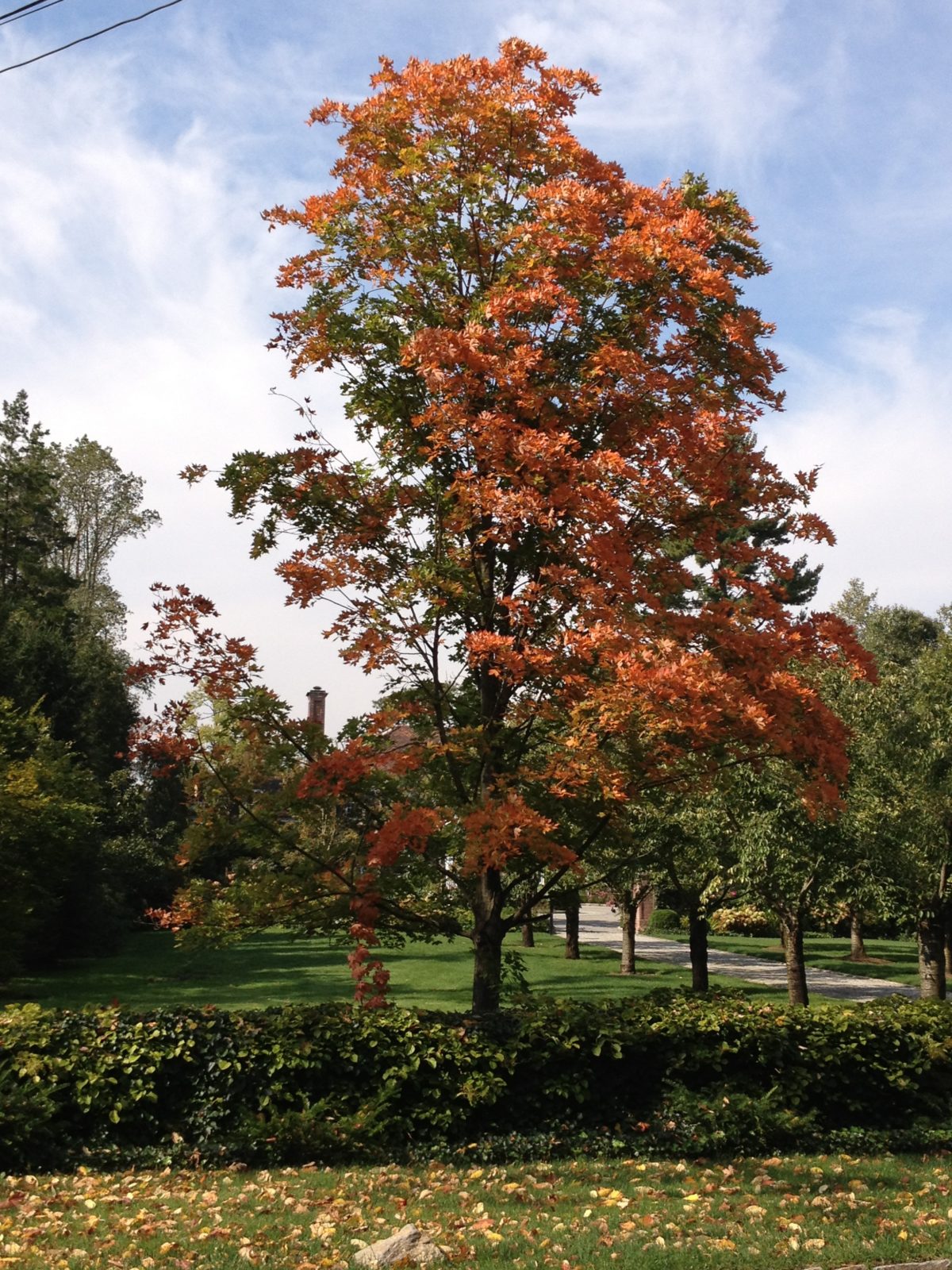 tall tree with orange leaves