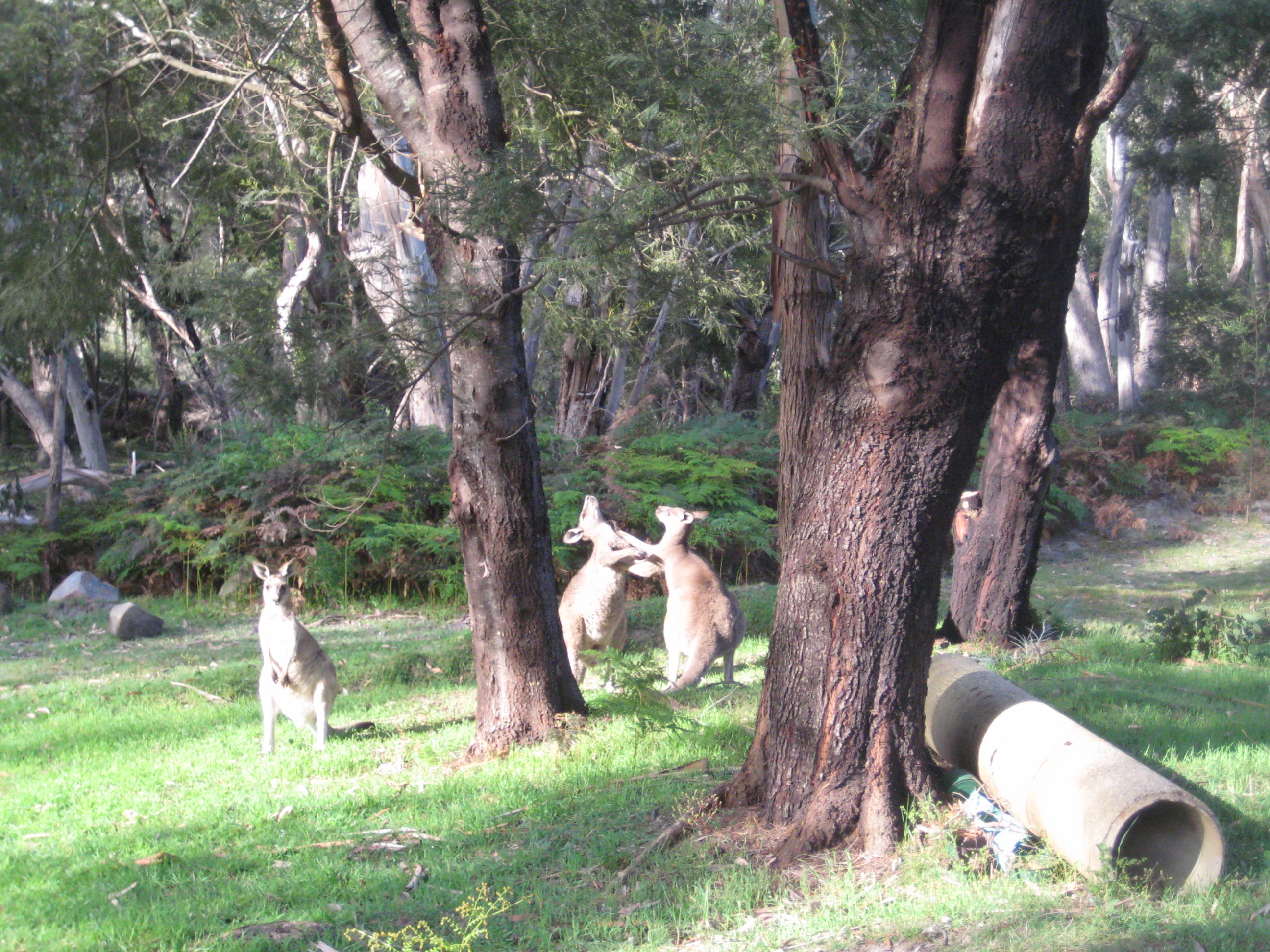 Kangaroos fighting