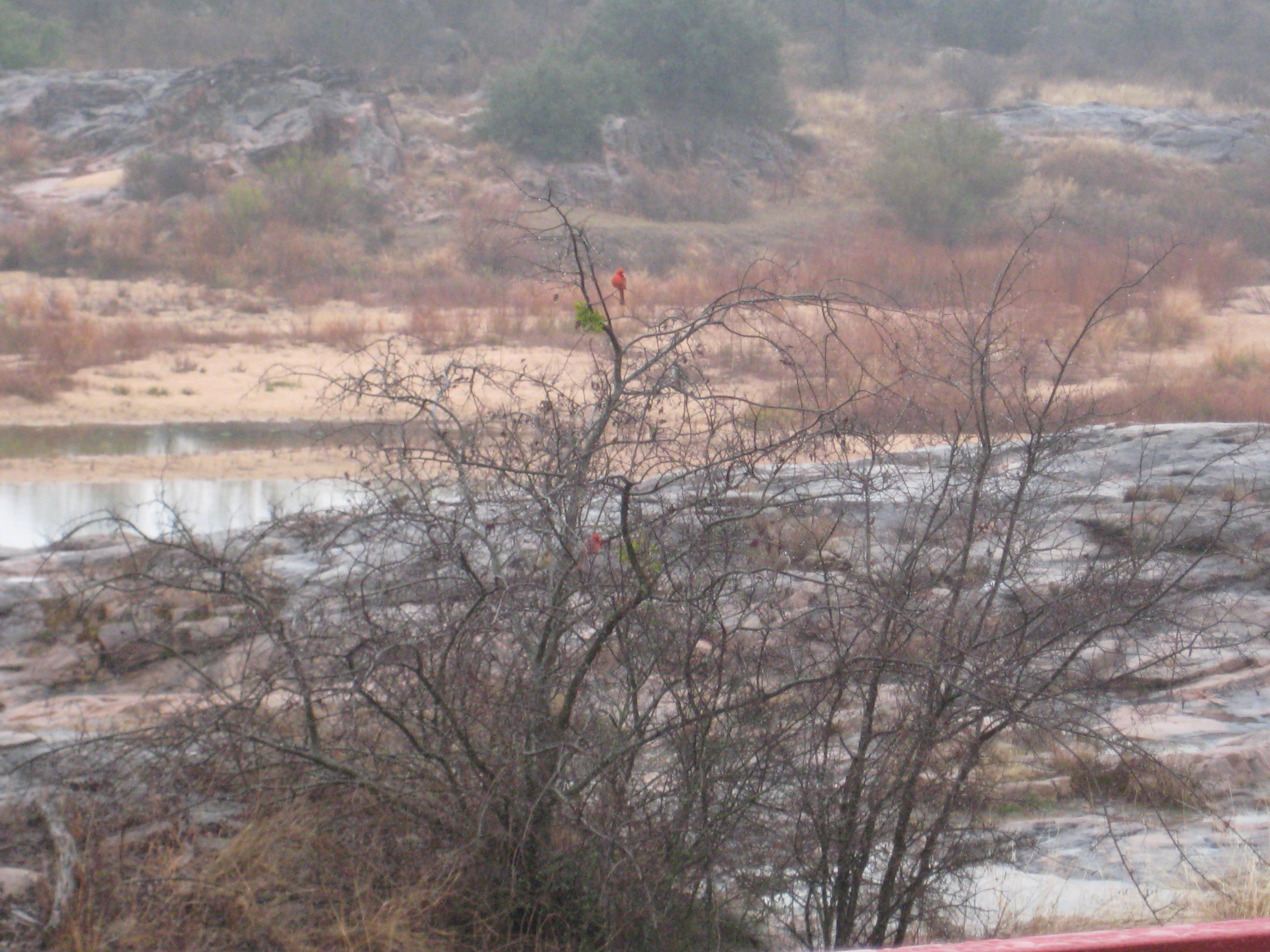 red birds on bushes