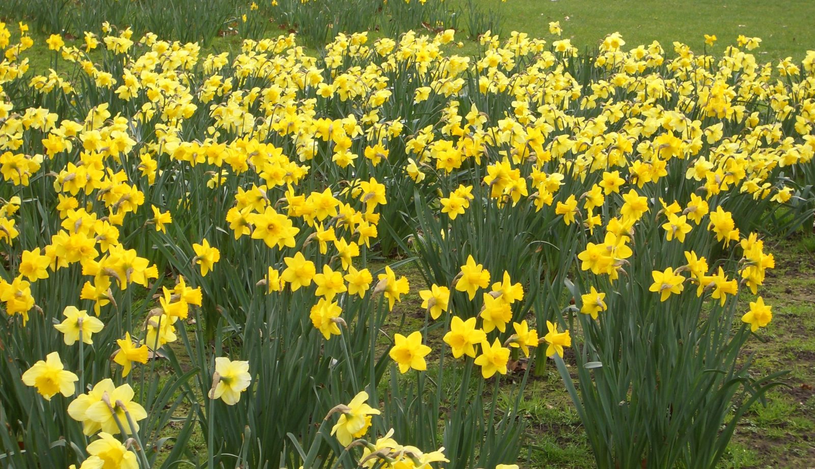 field of yellow flowers