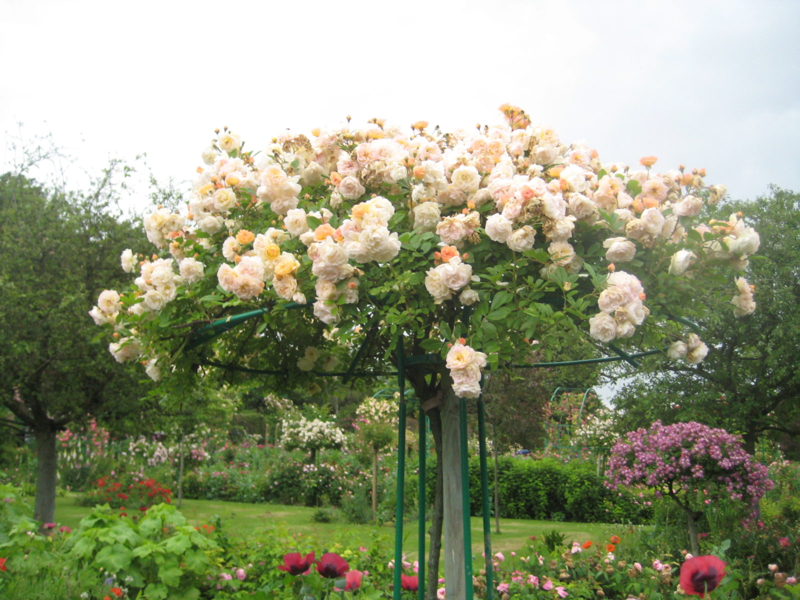 white roses at Giverny France