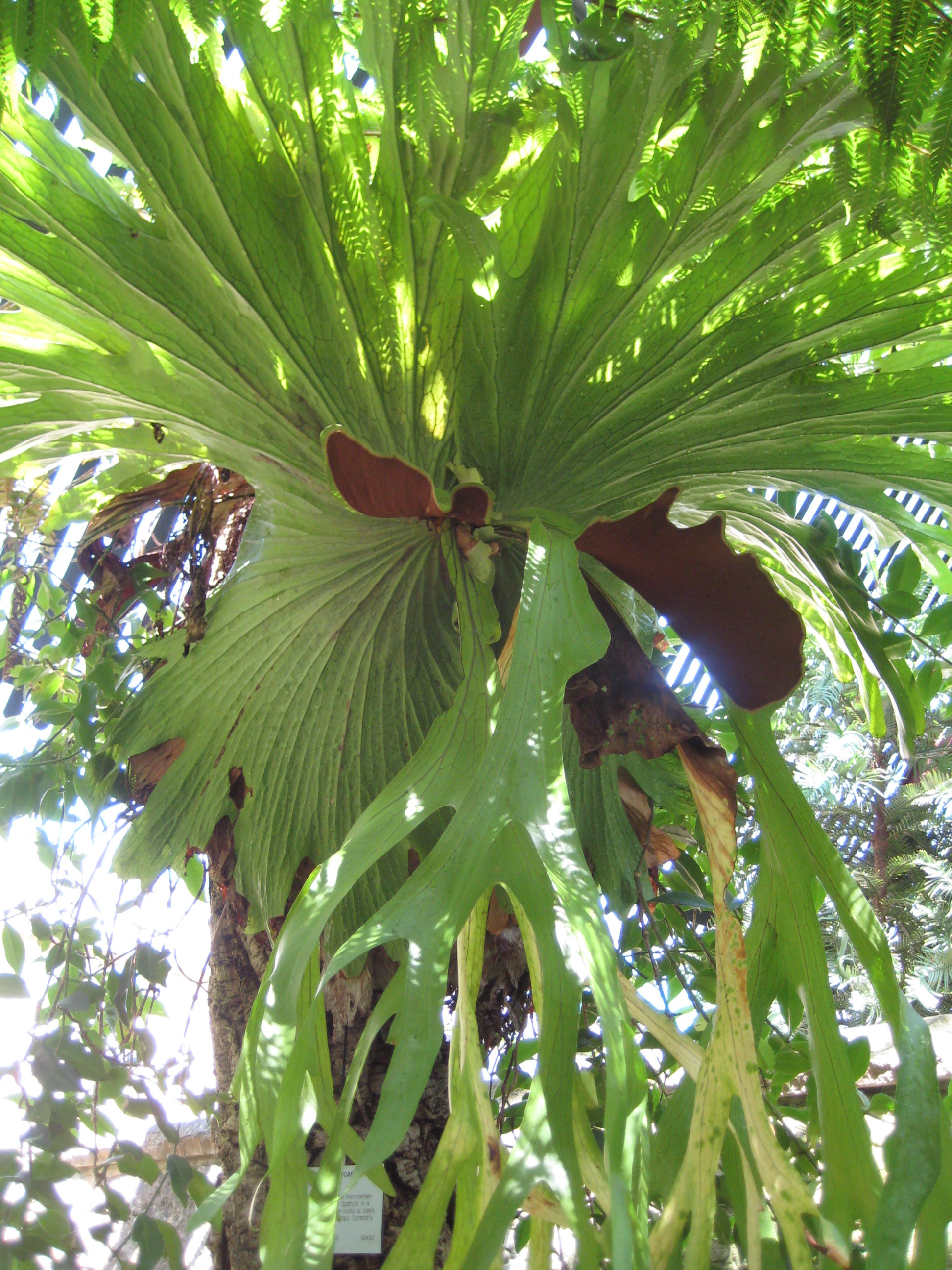 green tree fern