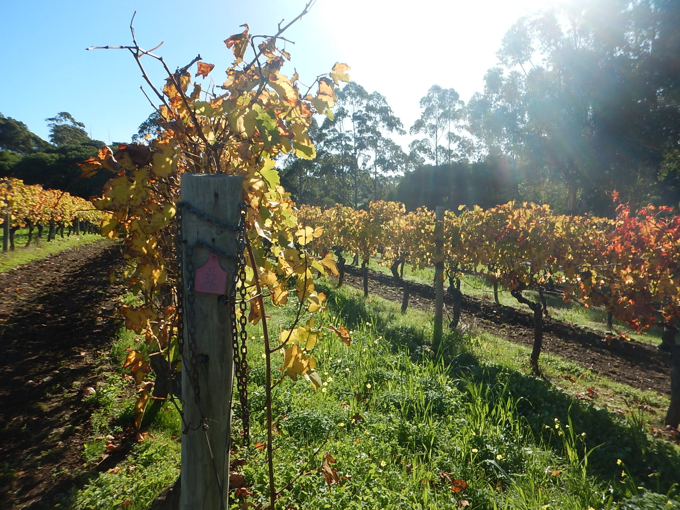 yellowing grape vines