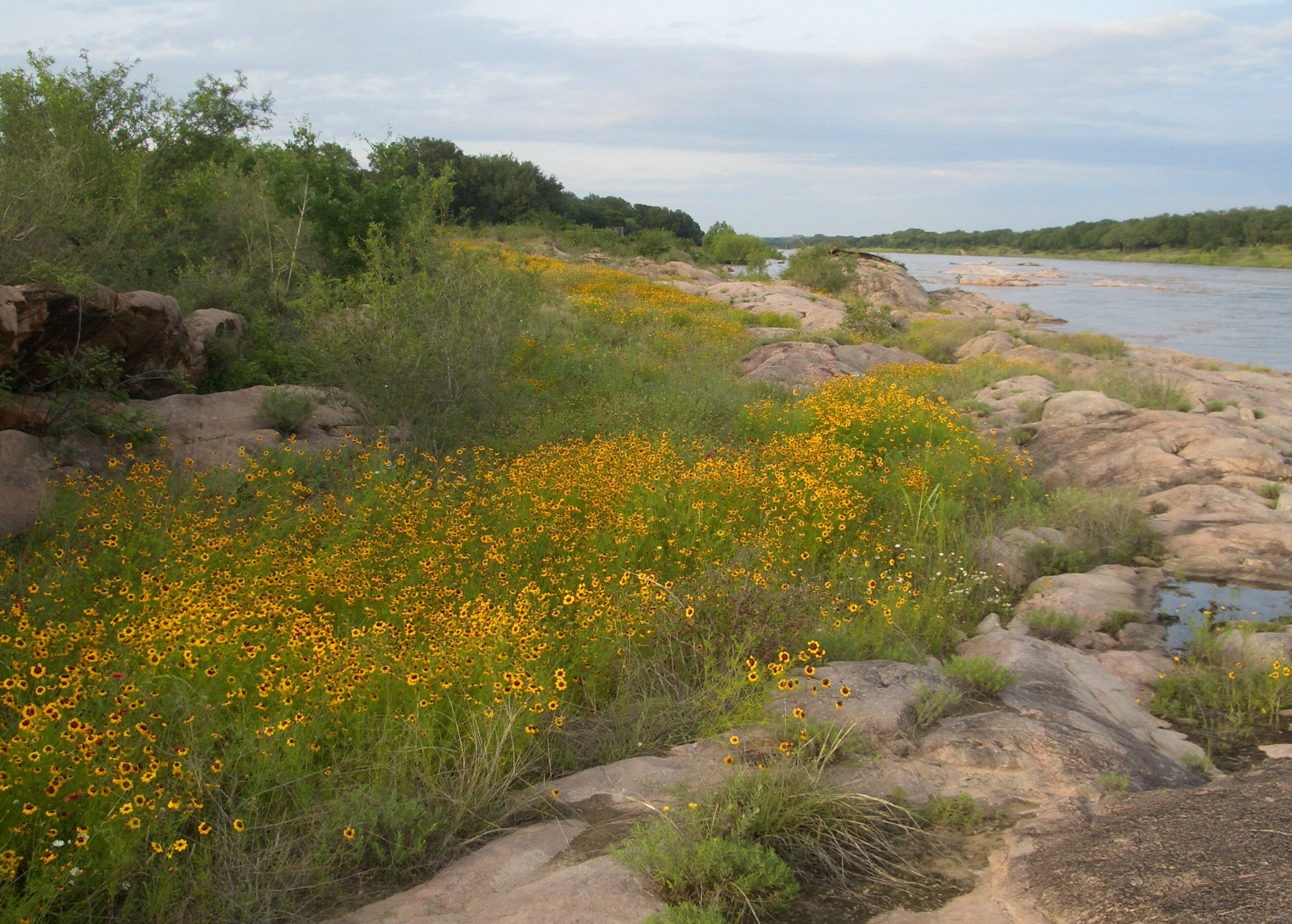 yellow wildflowers on the river bank