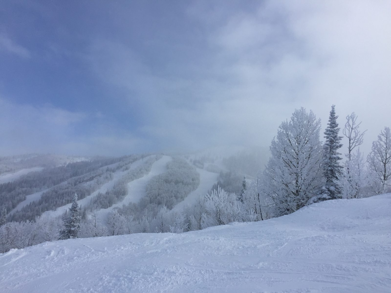 Snowy mountains and trees colorado