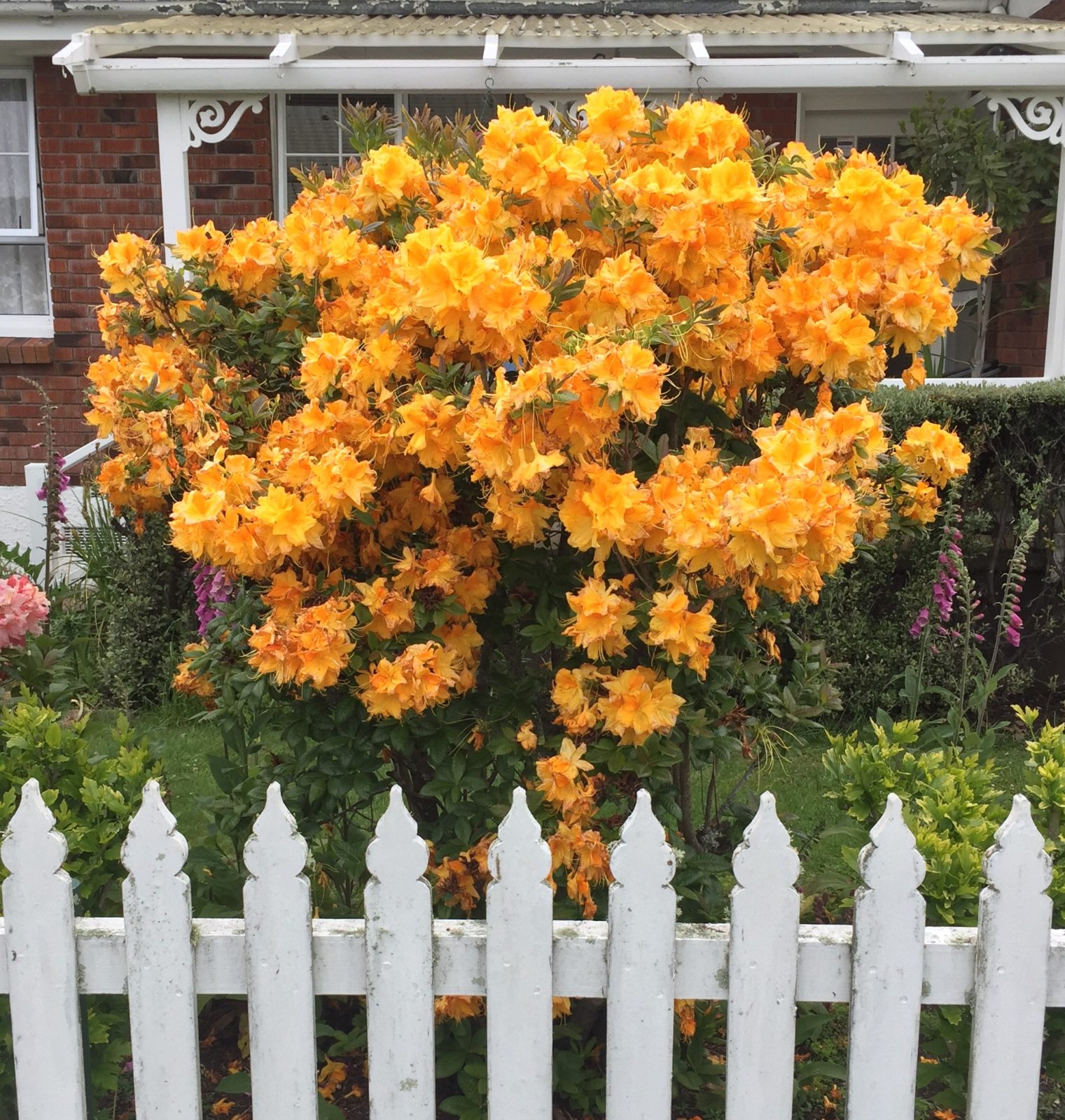 yellow flowers in New Zealand