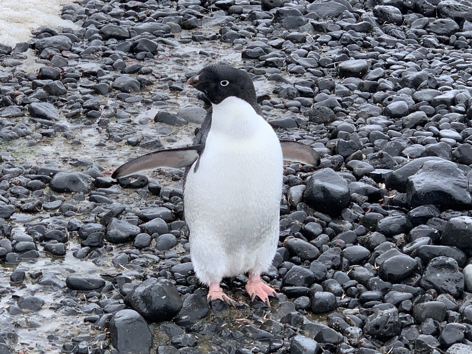 adelie penguin species