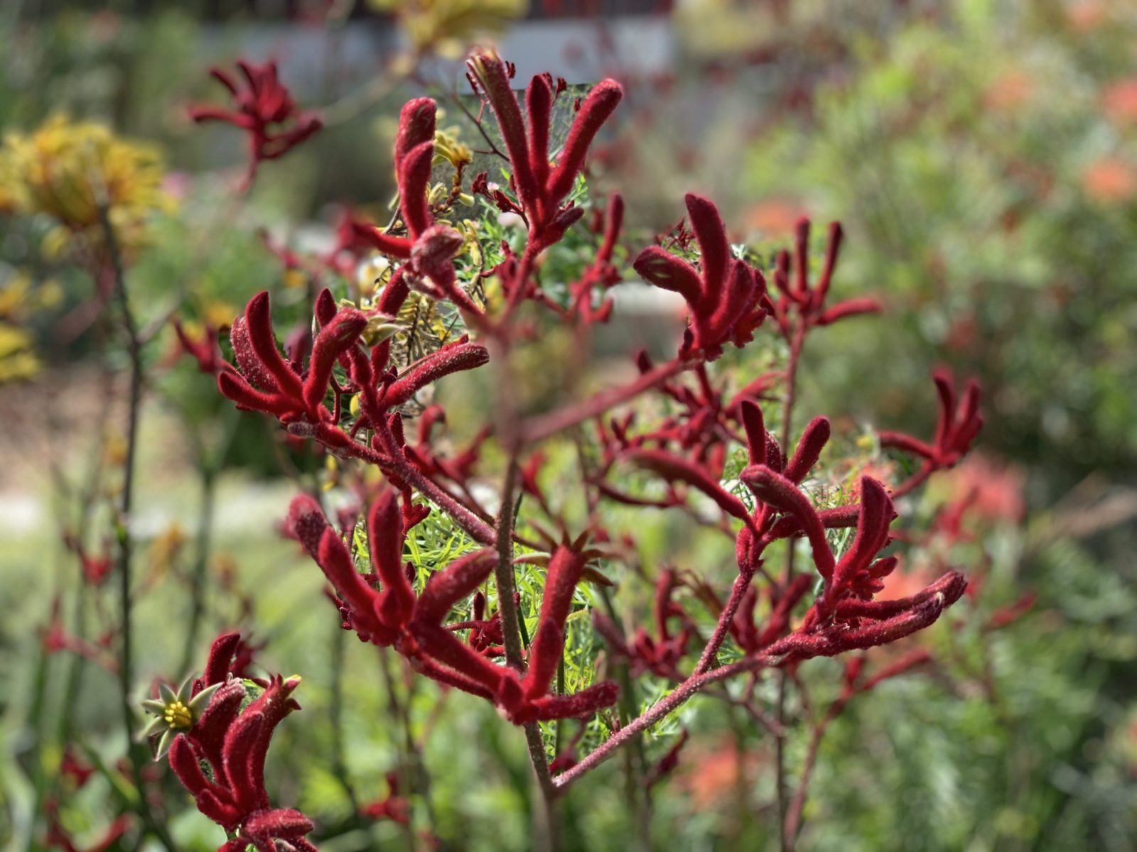 plant with red blooms