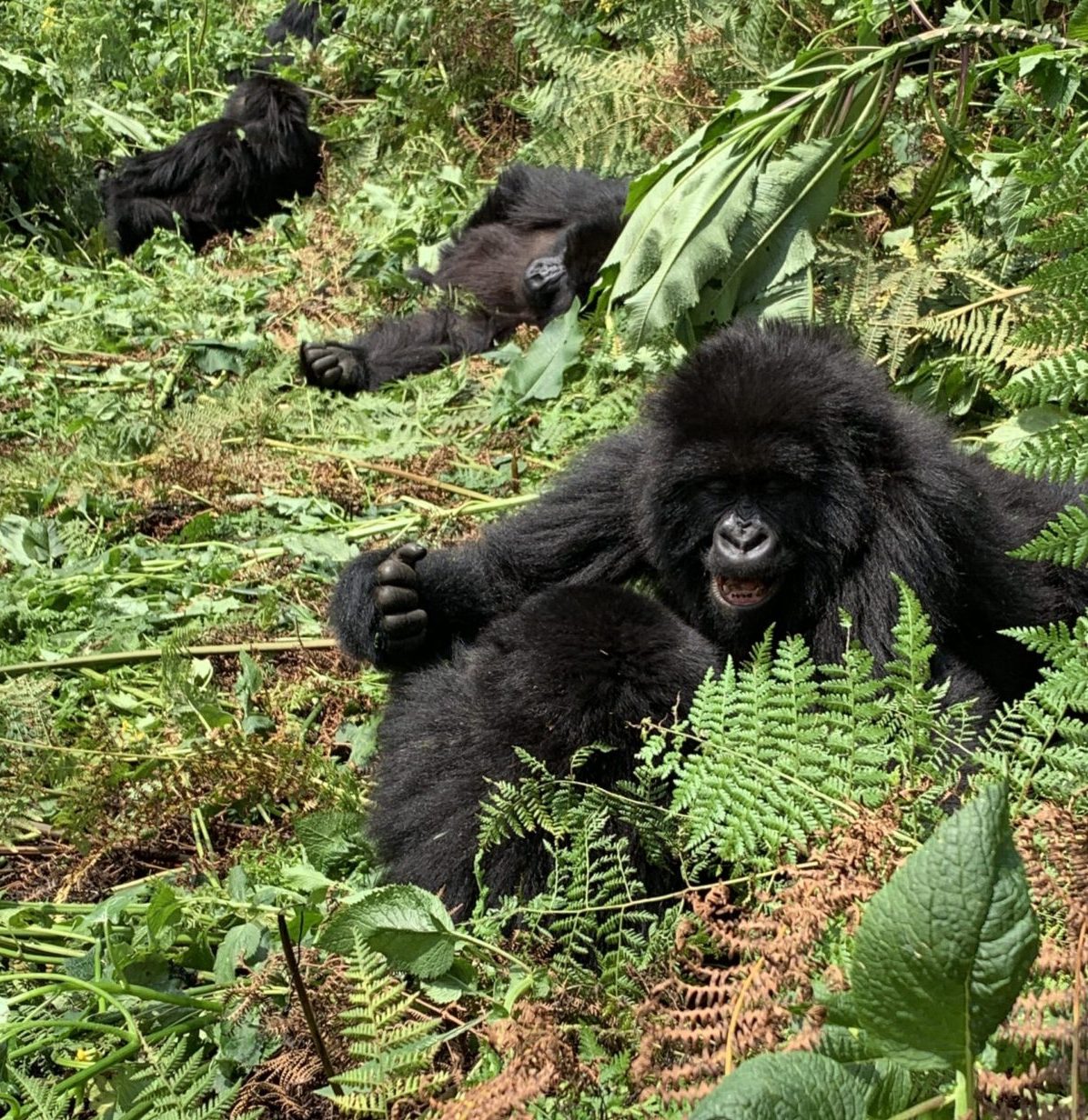 gorillas in forest