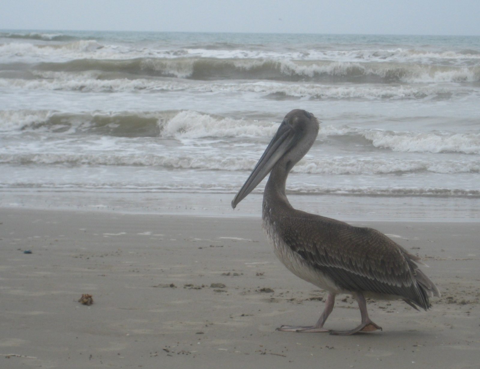 pelican on the beach