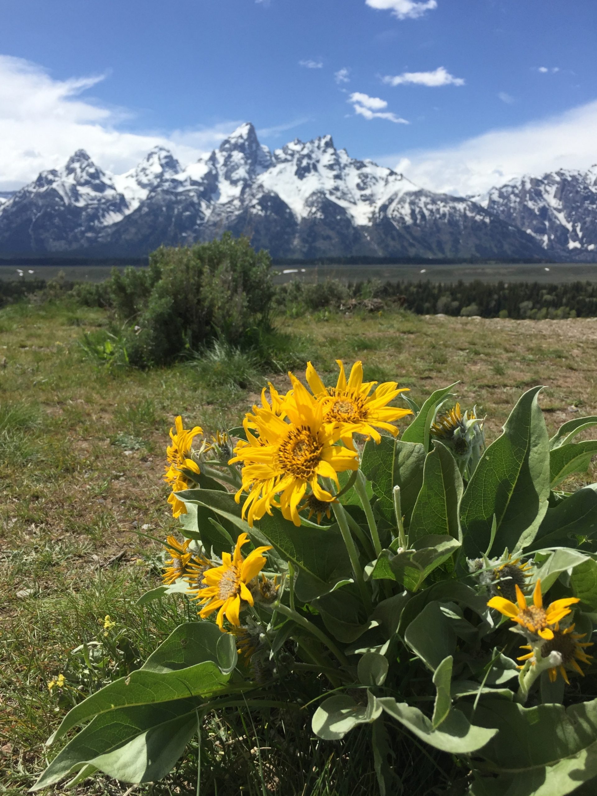 sunflowers and mountains