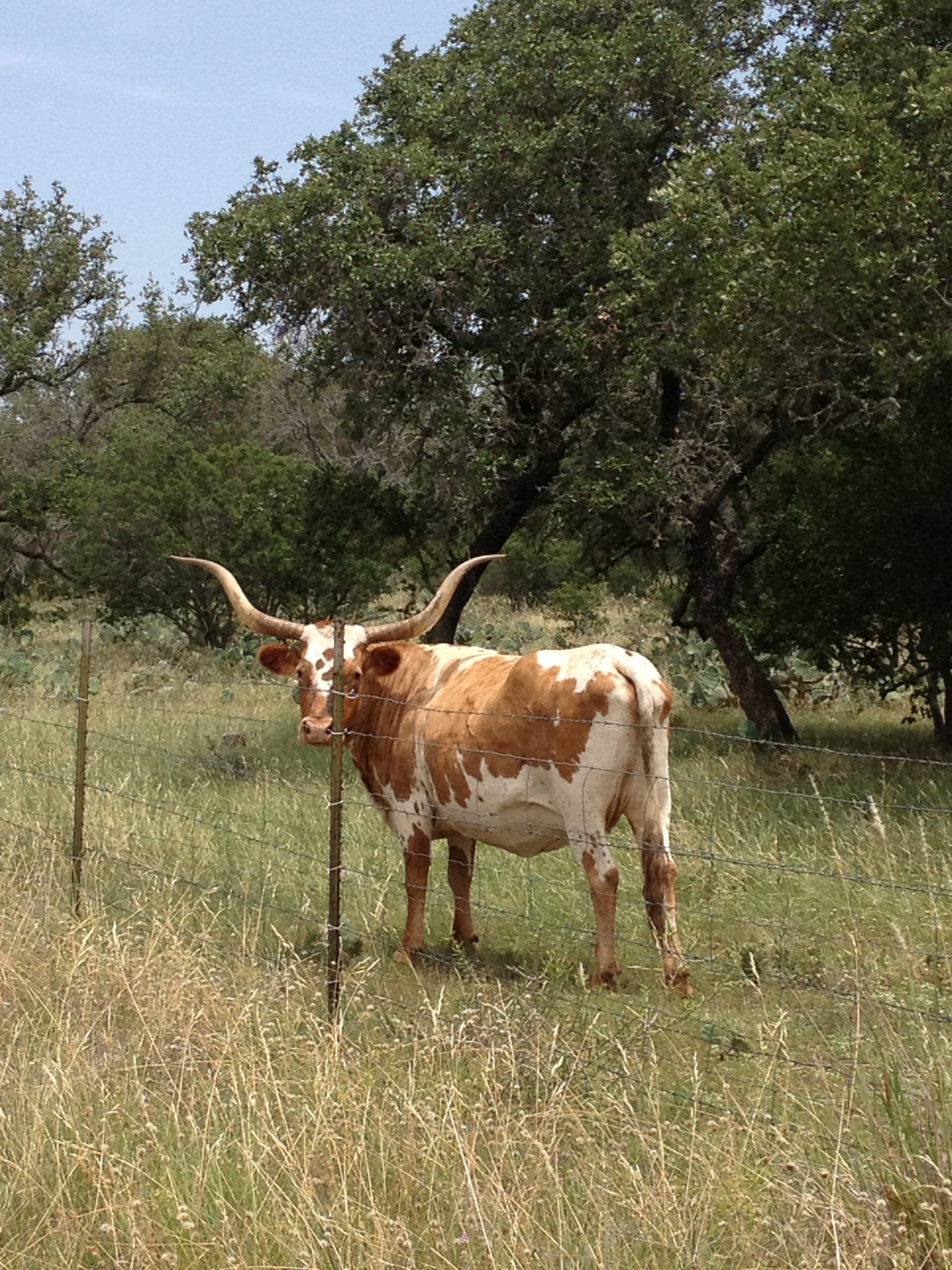 brown and white bull with horns