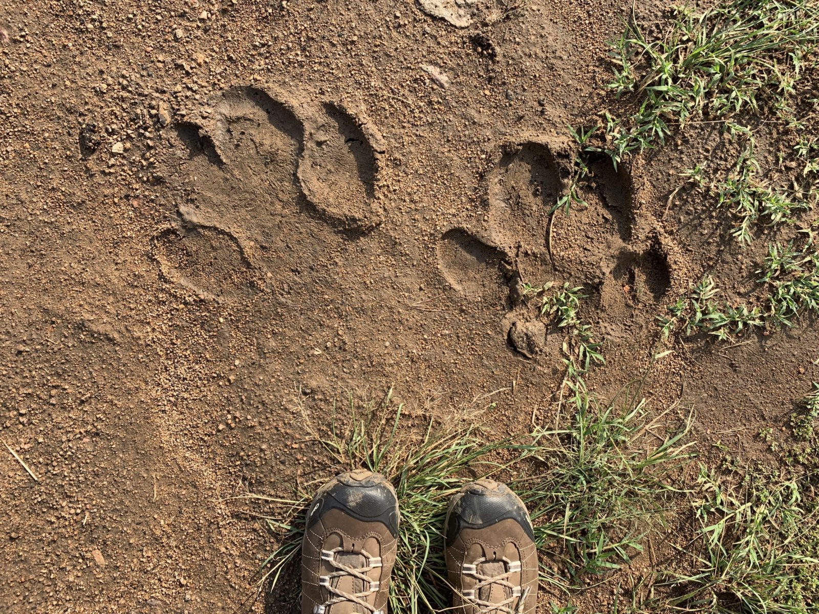 boots and hippo tracks