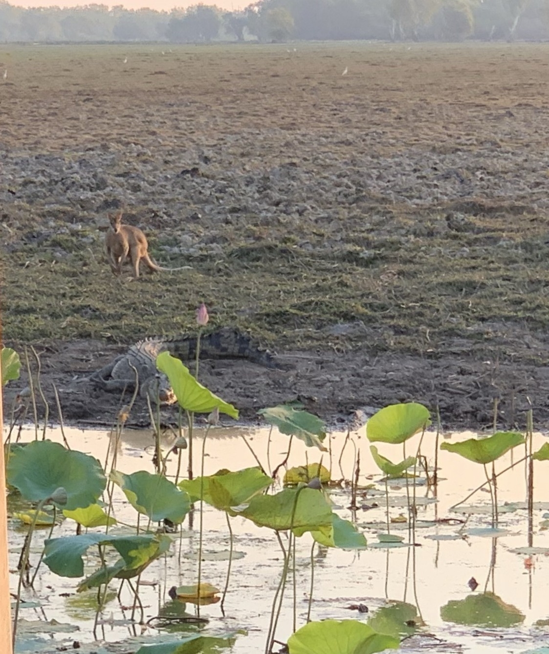 kangaroo behind crocodile