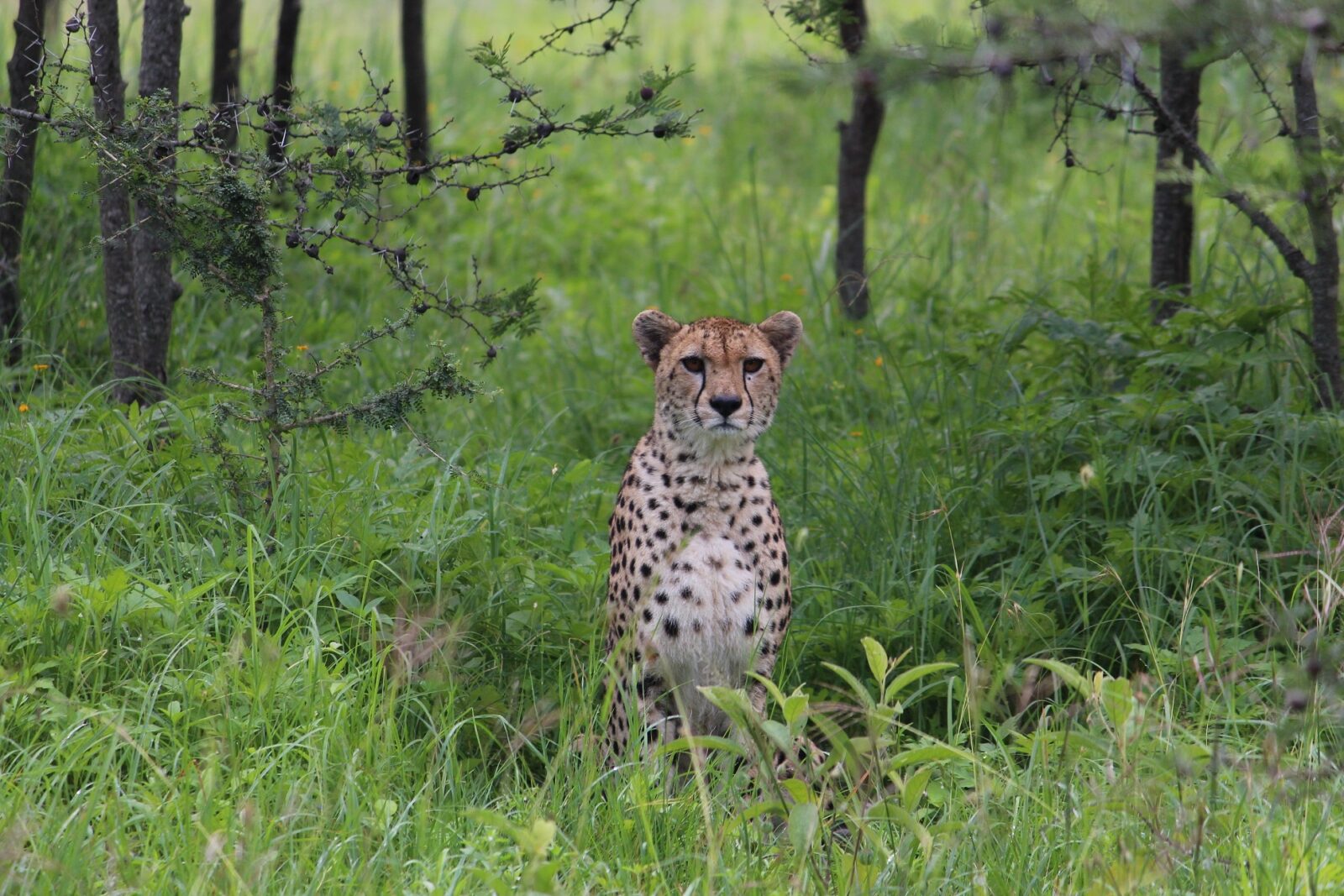 Serengeti Forest Cheetah