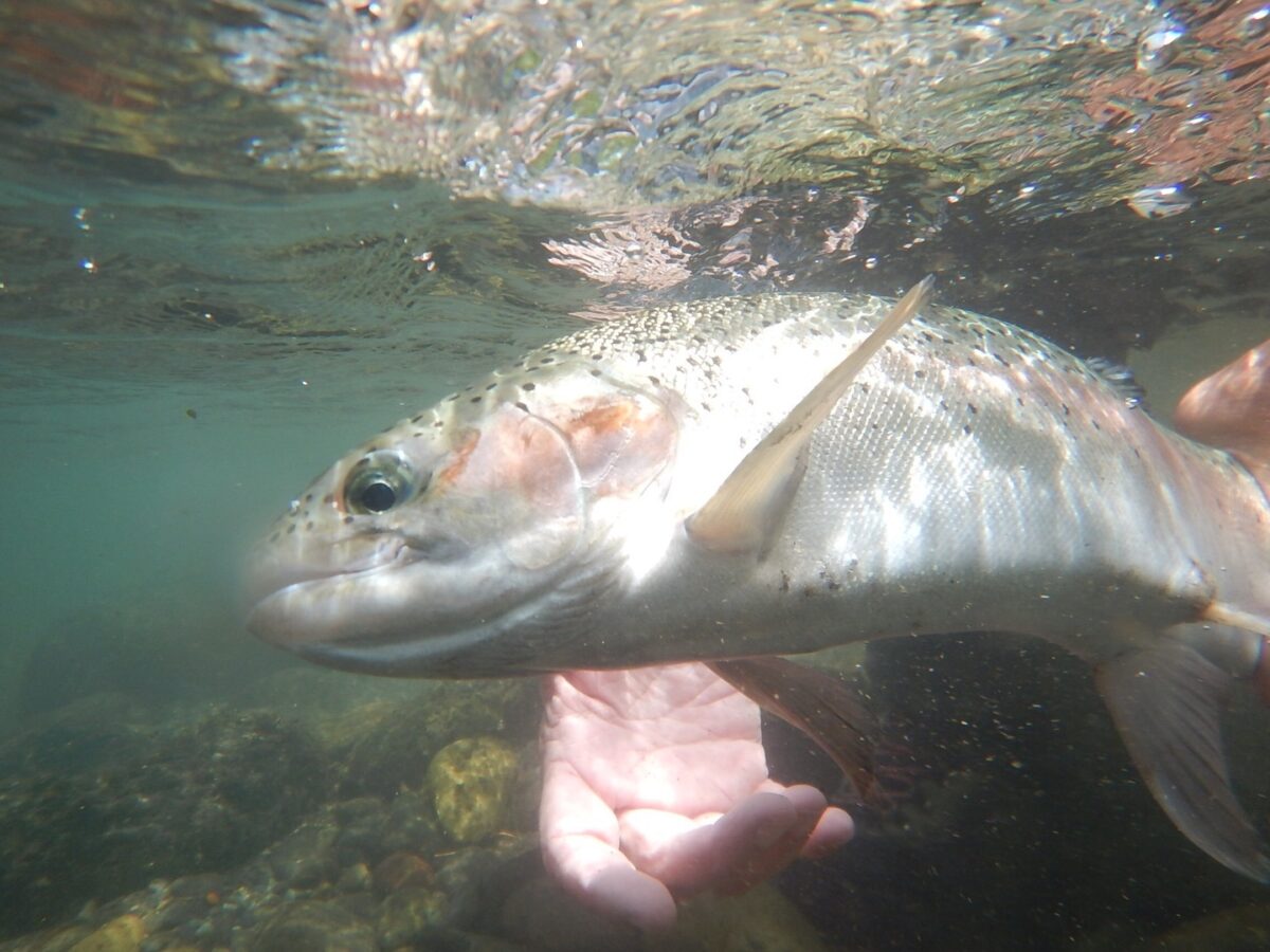 Trout under water