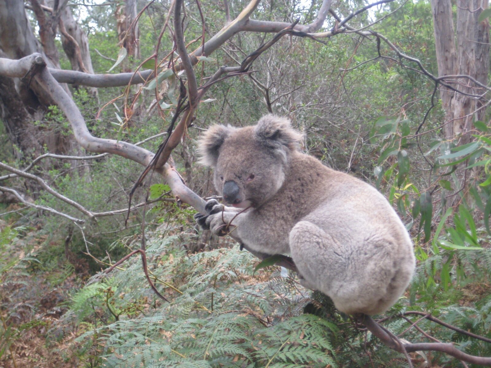 Koala on a tree branch