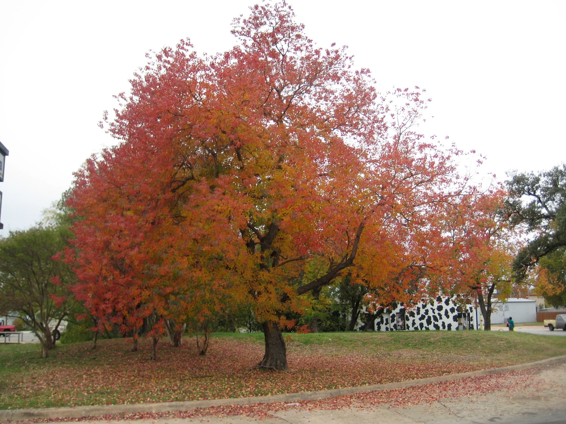 Oak tree red leaves