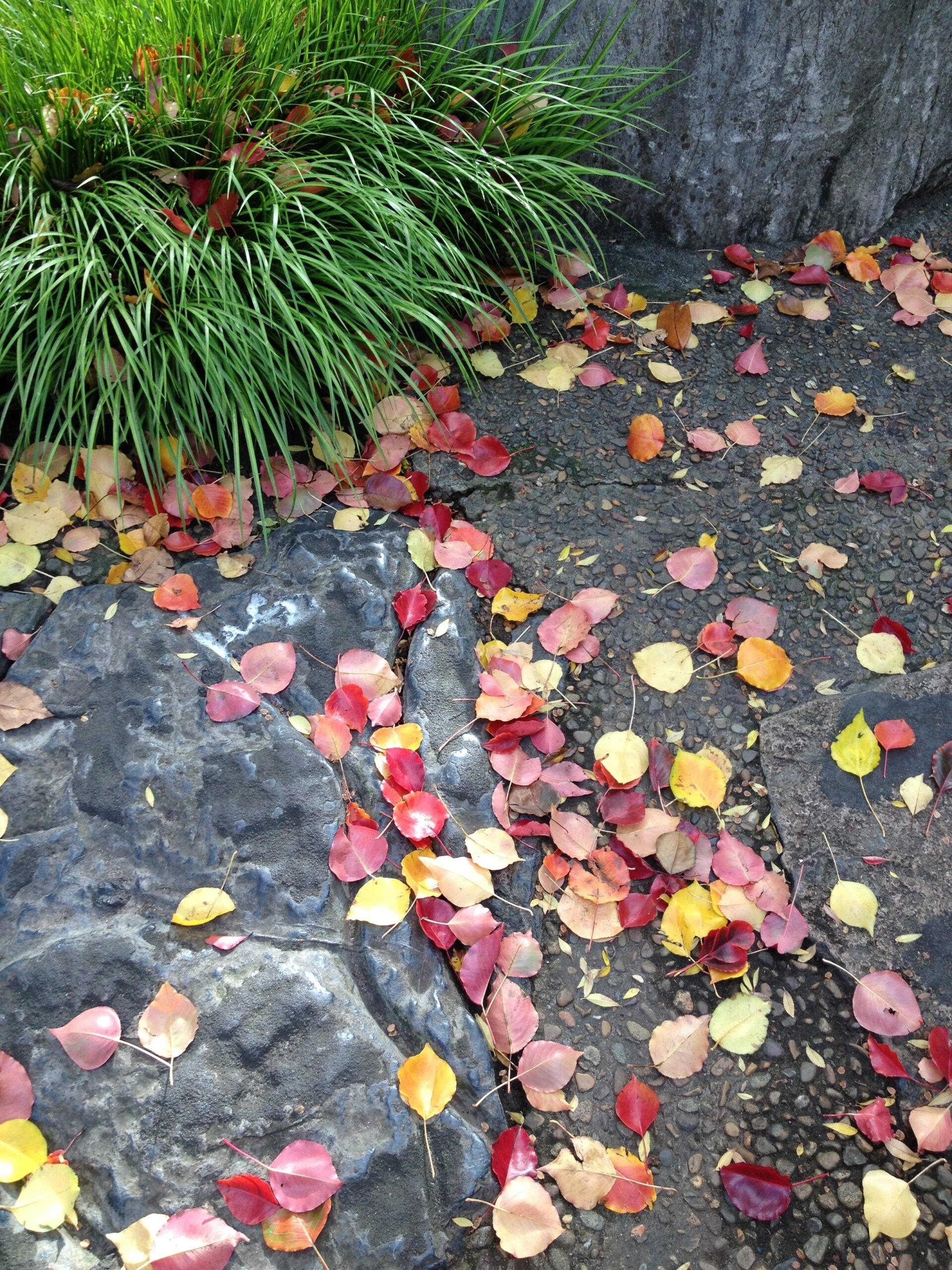 red yellow orange leaves on ground