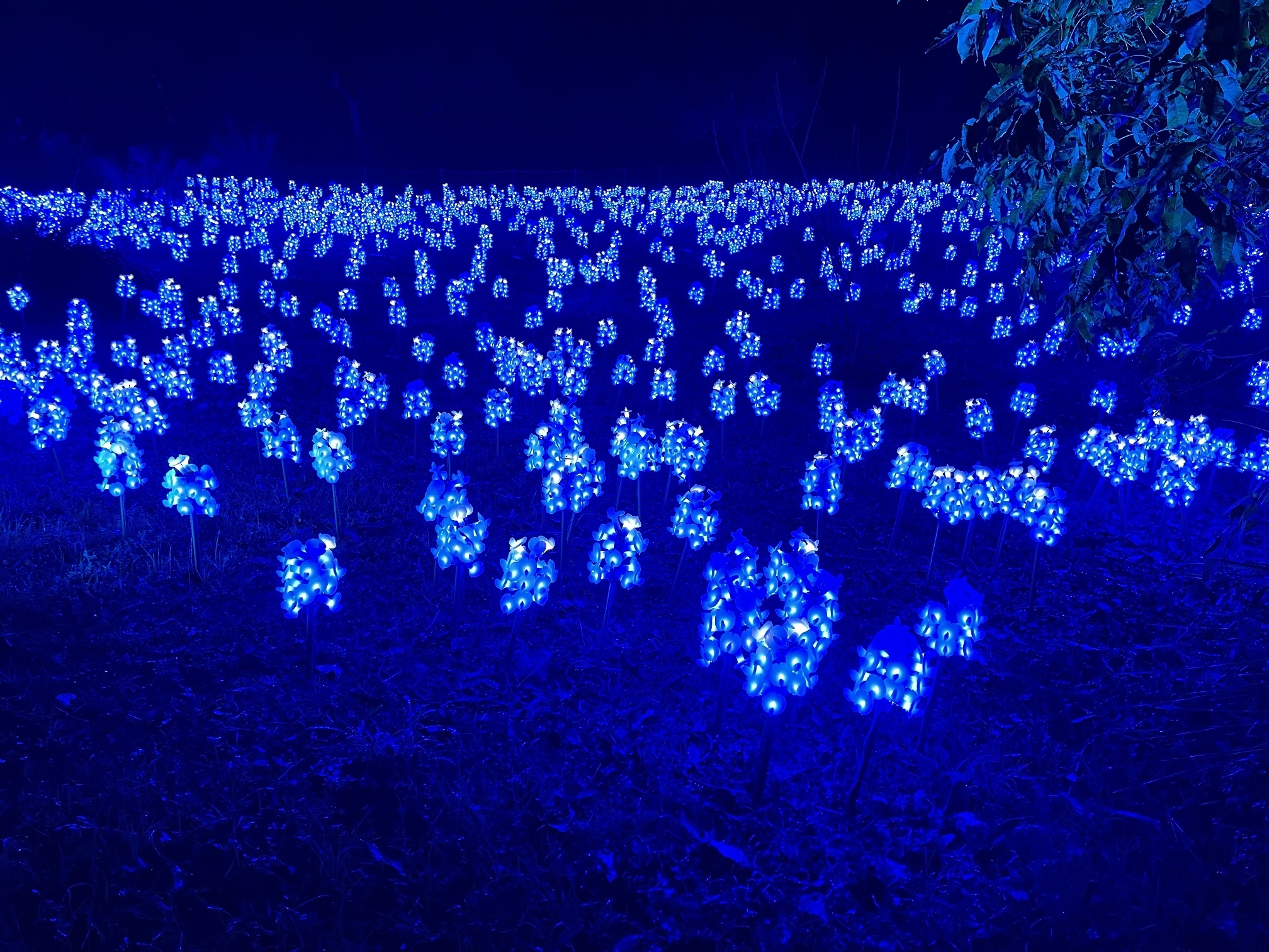 field of blue lights