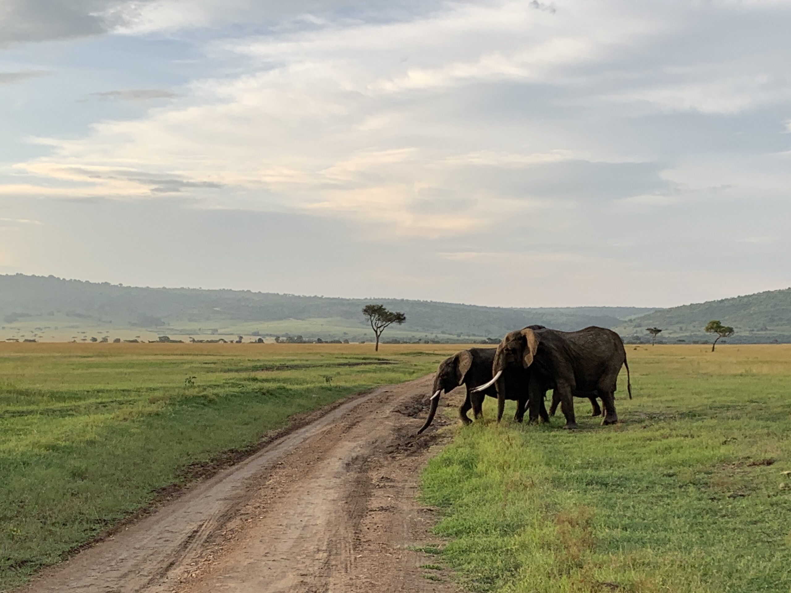 Masai Mara elephants