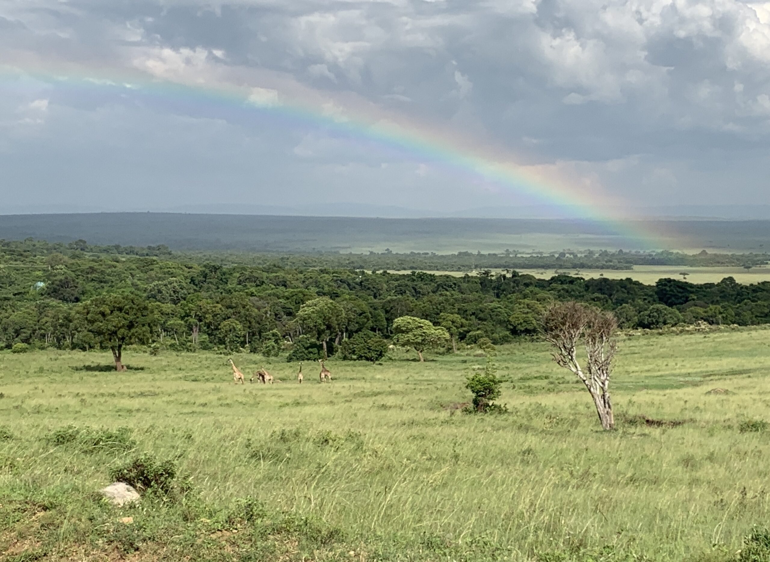 Rainbow and giraffes