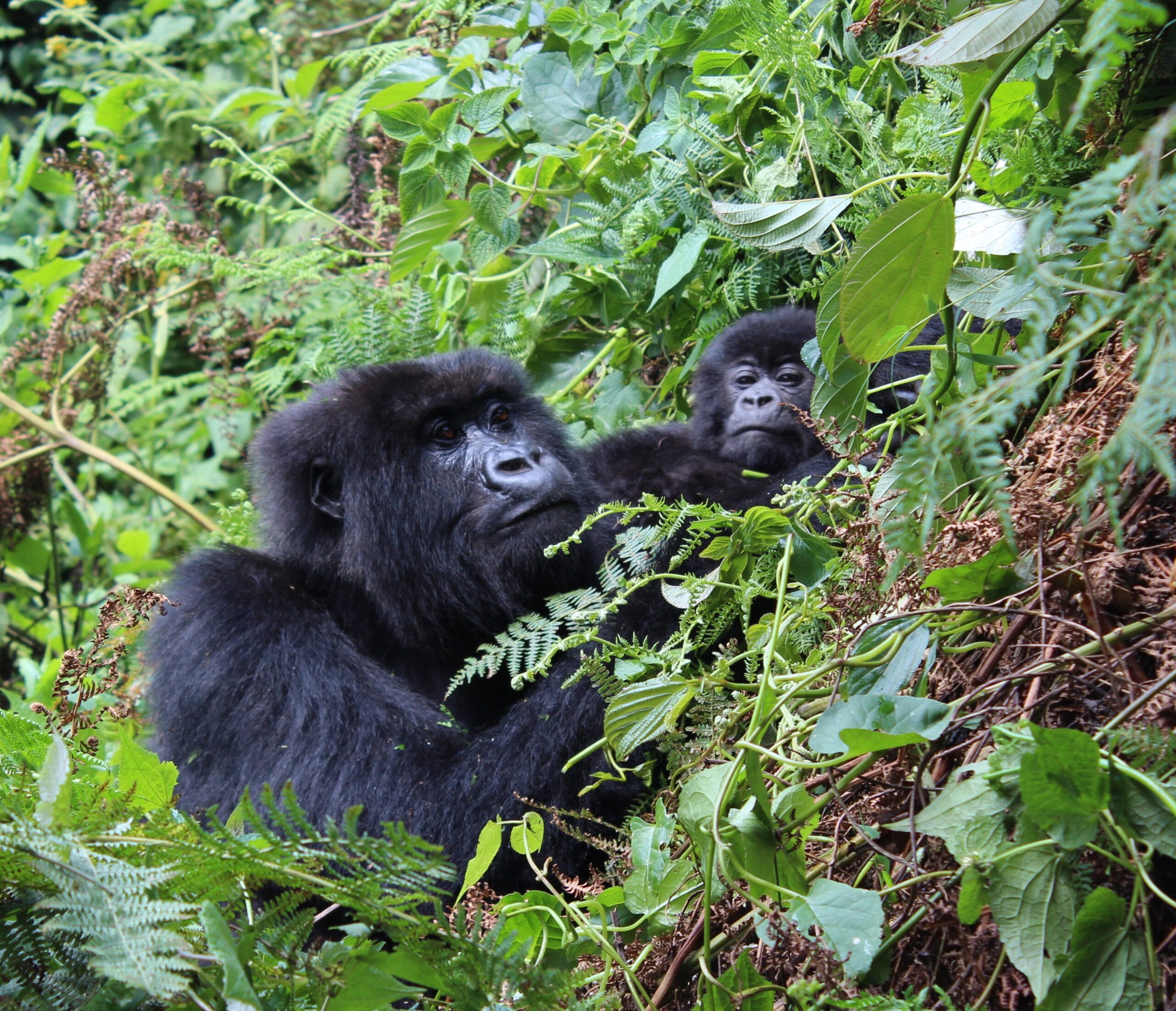 Mountain gorillas