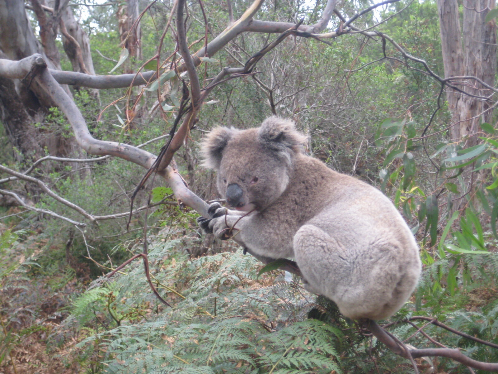 koala on a tree branch