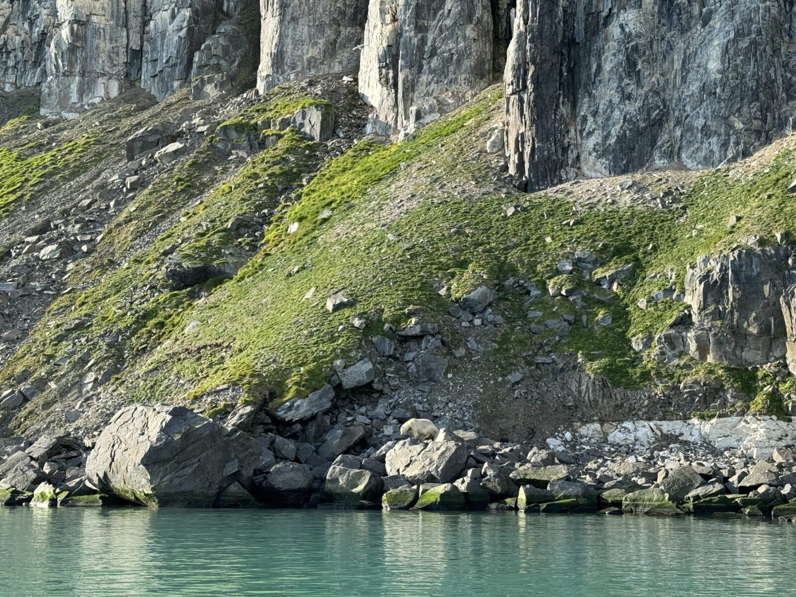 polar bear on the shore line in the Arctic