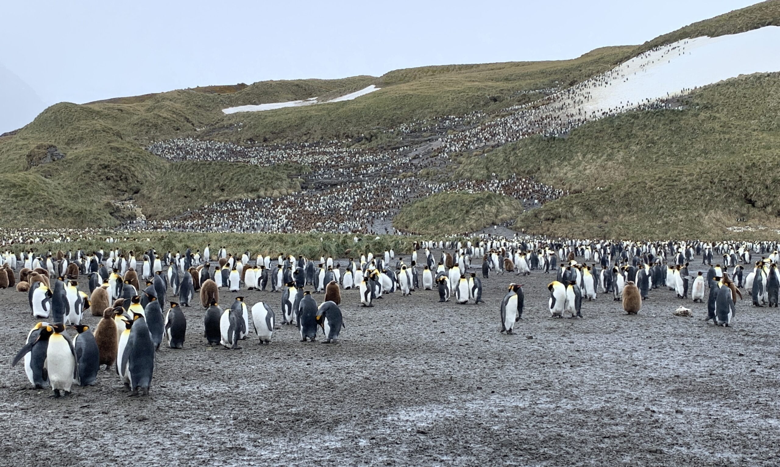 penguin colony in South Georgia Island