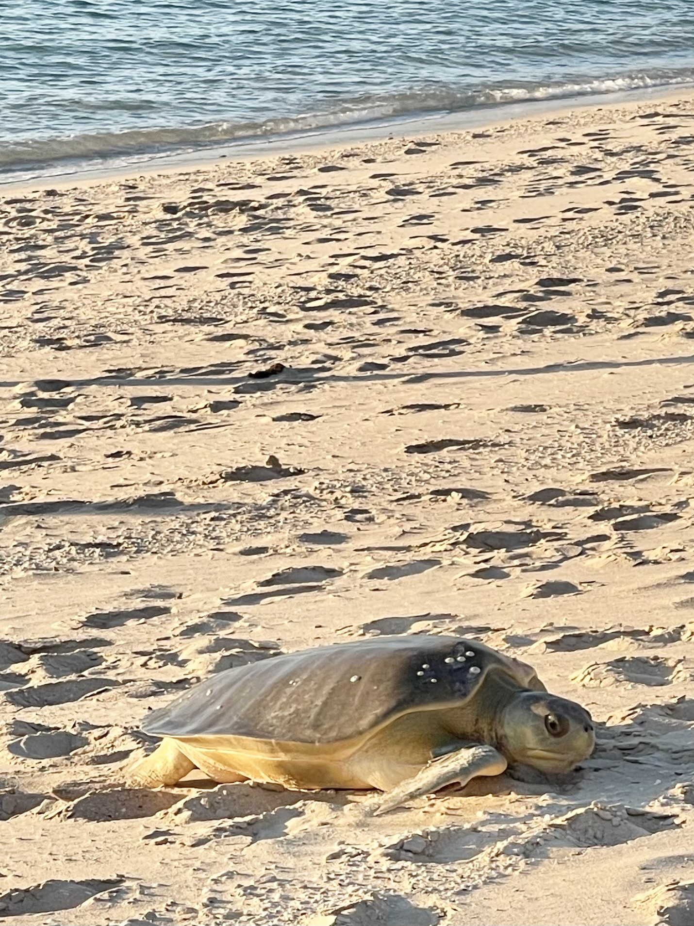 large turtle on a beach in AU