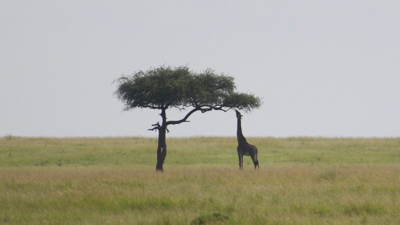 Maasai Mara and tree with giraffe