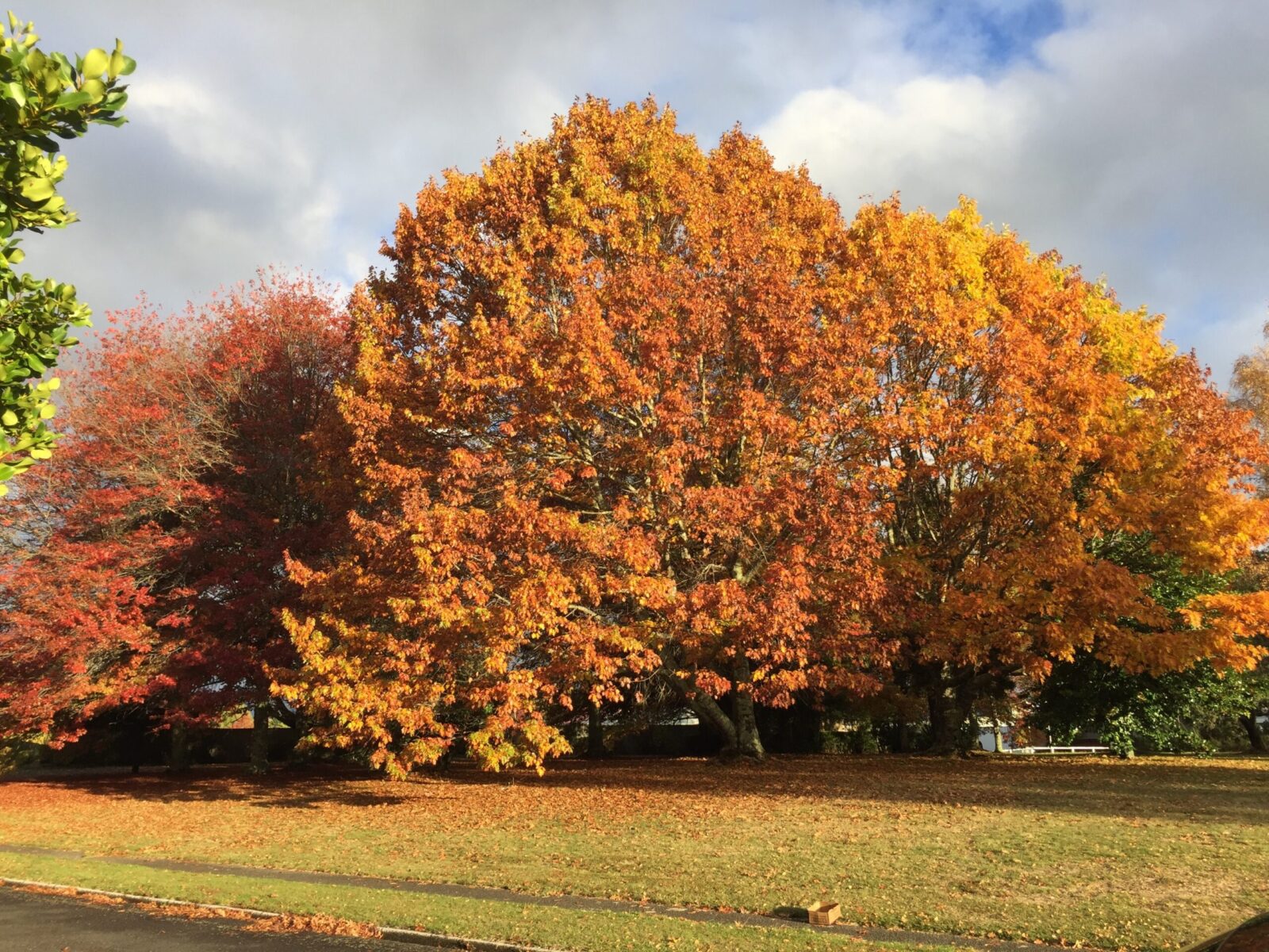 orange and red leaves on broad tree