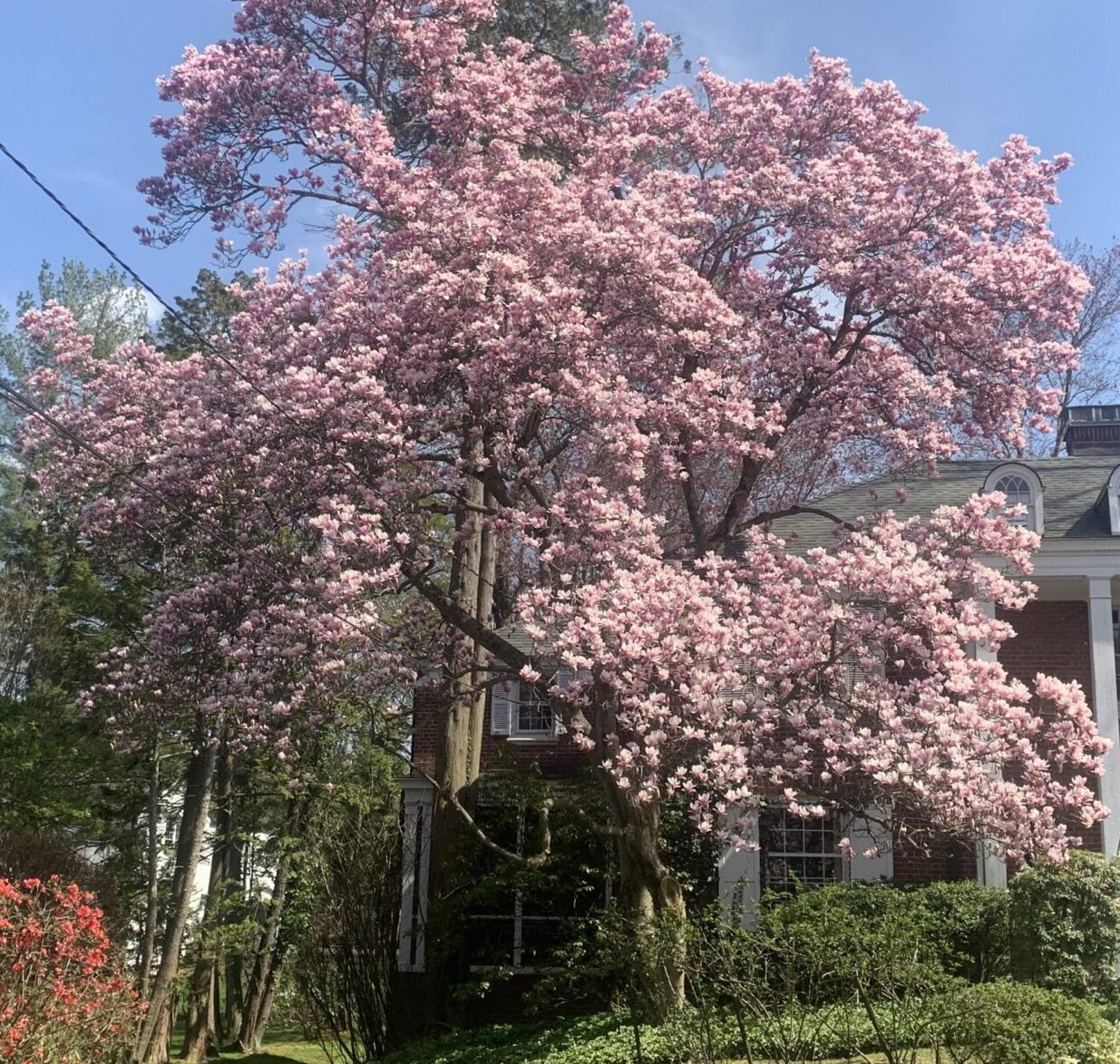 Pink blossoms on large magnolia tree