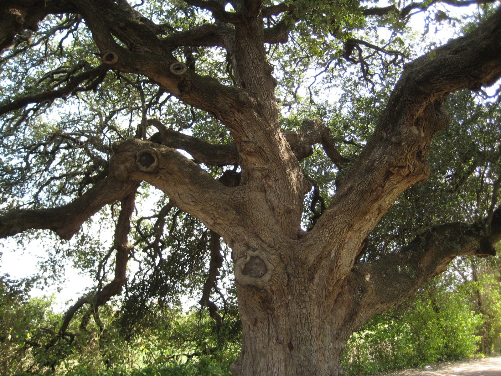 very old oak tree in Texas